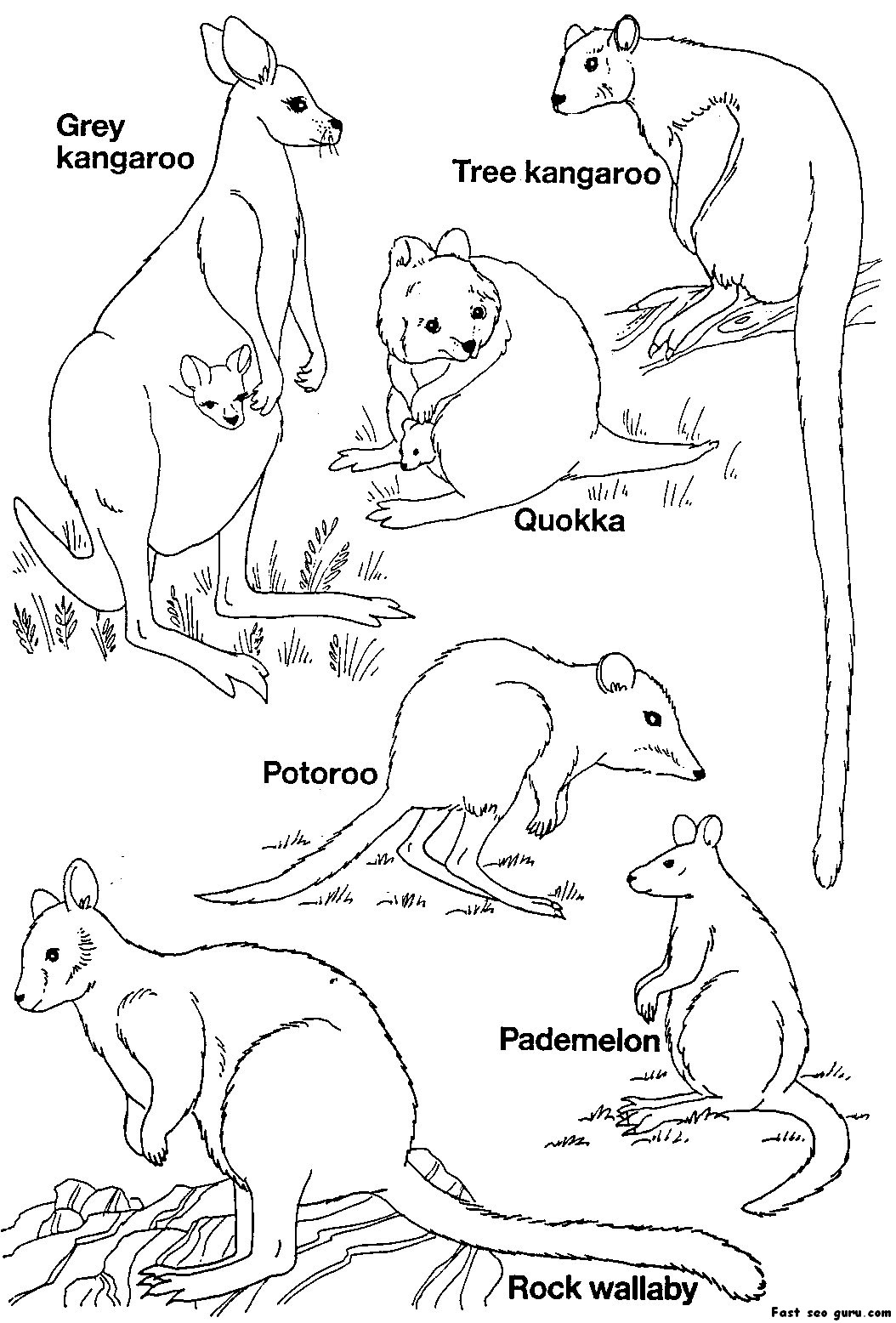 free-printable-colouring-pages-australian-animals-australia-animals-australian-animals